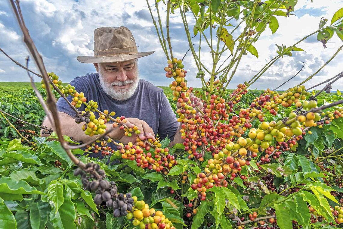 Mann erntet Kaffee