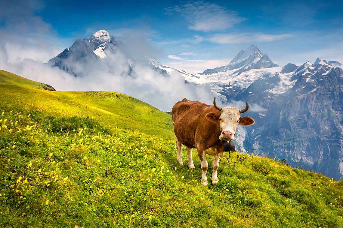 Hohe Berge, hohe Dividenden